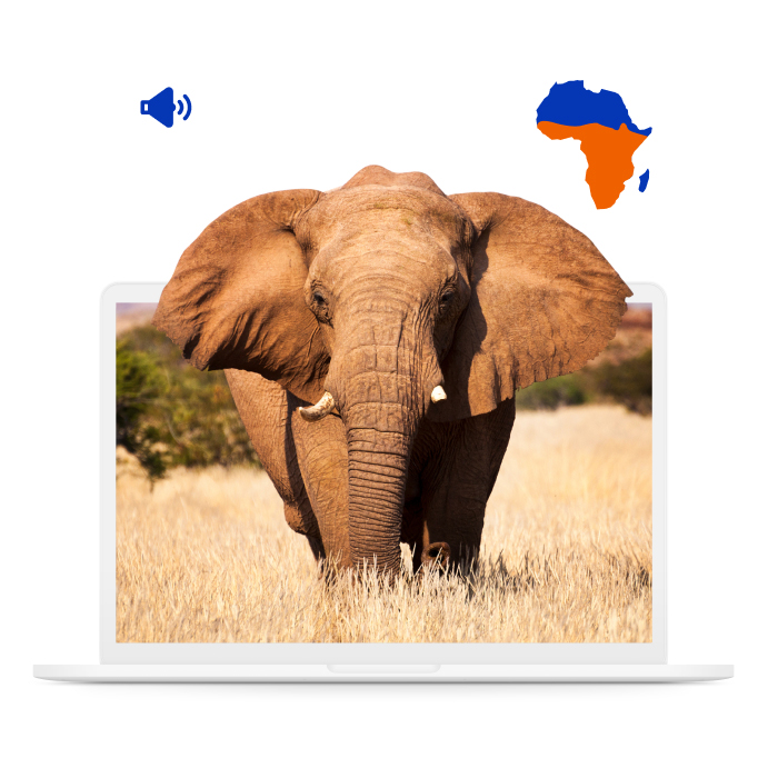 Elephant coming out of the laptop. Microphone icon on top left and continent Africa on top right